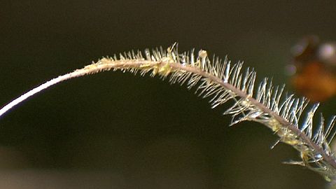 Do you know: what's the wood wide web?