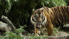 Care for the Wild: Σταματήστε τις «selfies» με τίγρεις