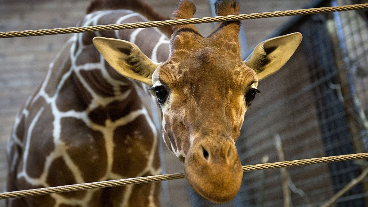Sudafrica, giraffa muore. Colpisce con la testa un ponte in autostrada