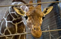 Giraffe dies after 'hitting its head on motorway bridge'