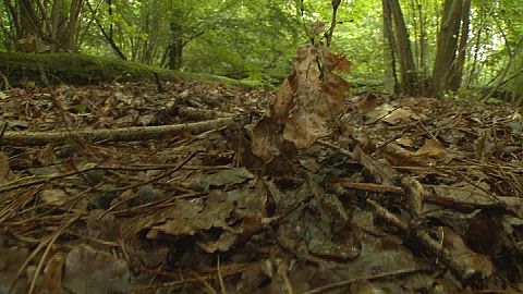 Do you know: how are we killing the forests?