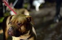 UK: 60 dogs killed after fire rips through Manchester kennels
