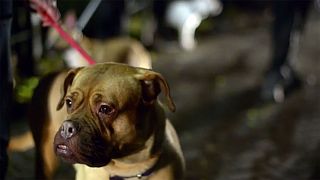 UK: 60 dogs killed after fire rips through Manchester kennels