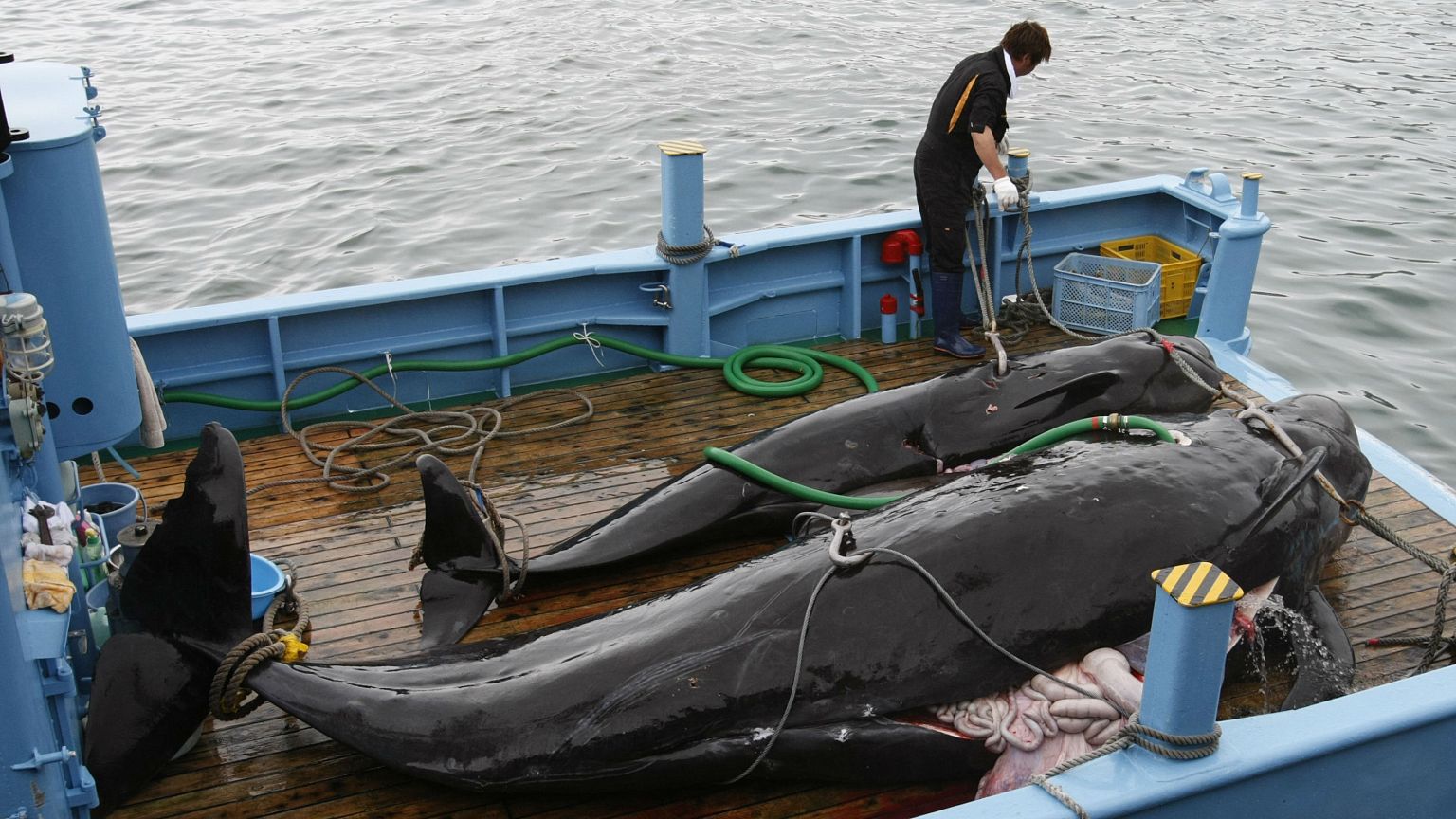 Jagd auf Wale: Japan auf der Anklagebank