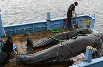 Jagd auf Wale: Japan auf der Anklagebank