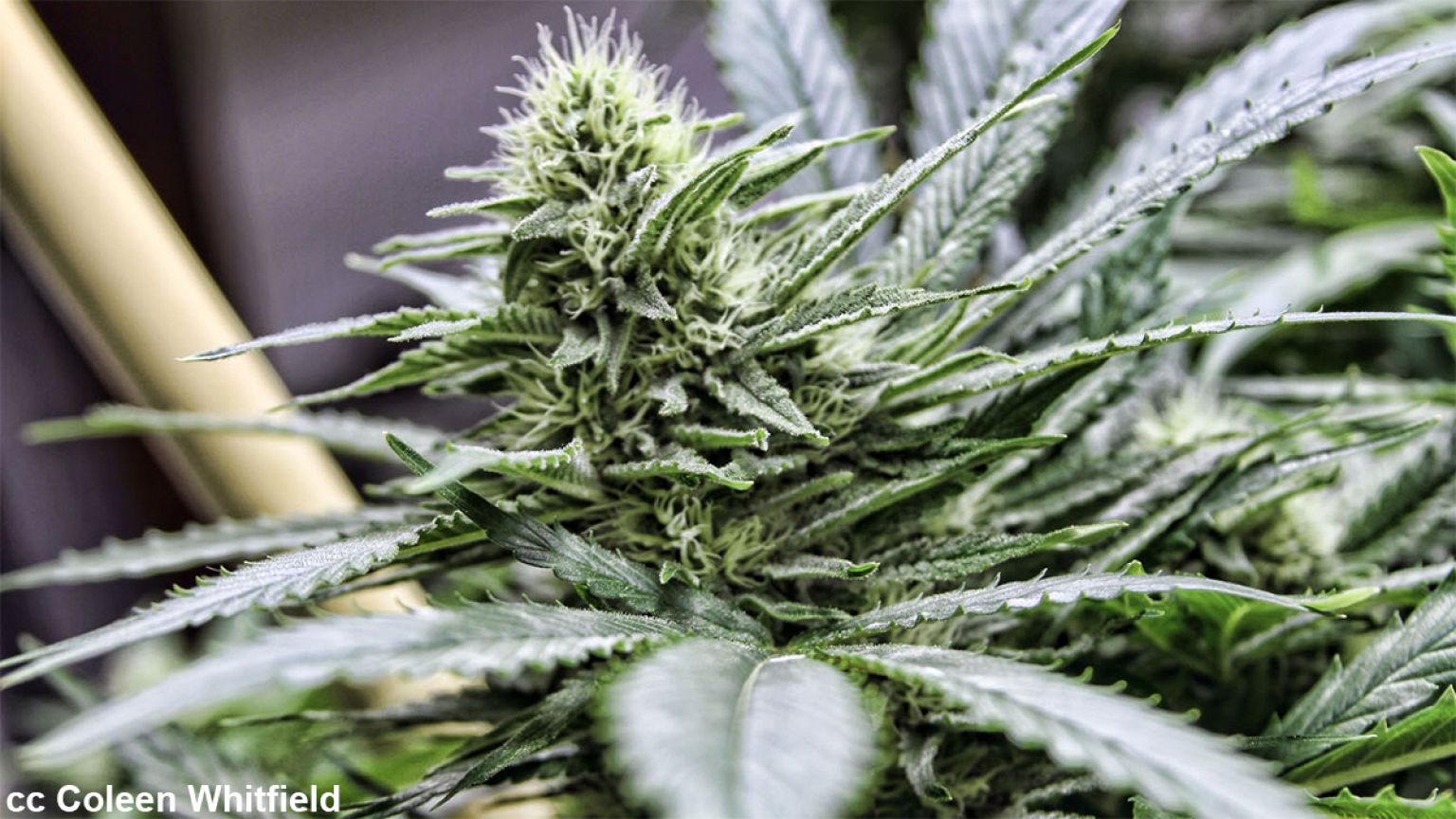 Cannabis : une journaliste américaine démissionne en direct