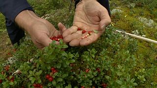 Picking your moments: the science behind foraging in forests