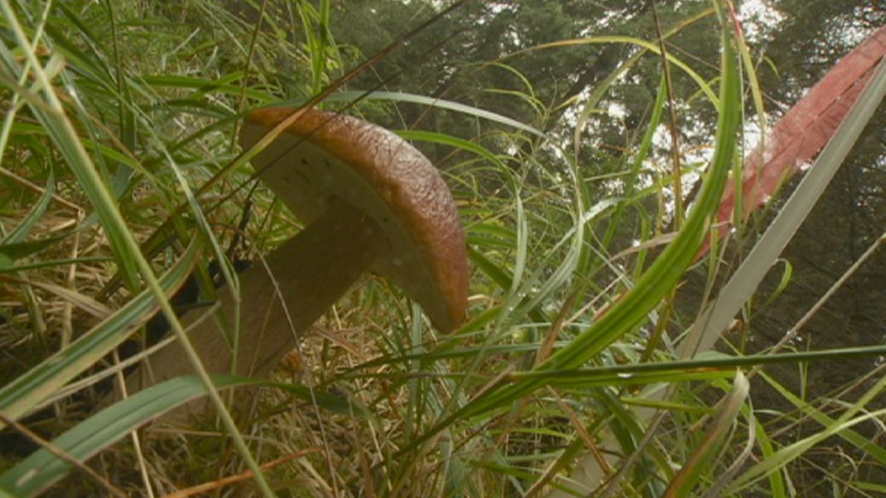 Do you know: who owns mushrooms in a forest? Do you know: who owns mushrooms in a forest?