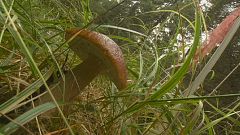 Do you know: who owns mushrooms in a forest?