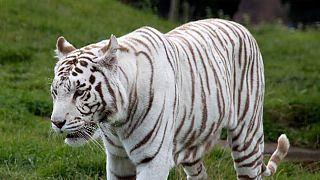 Tausende wollen den "Killer-Tiger" sehen