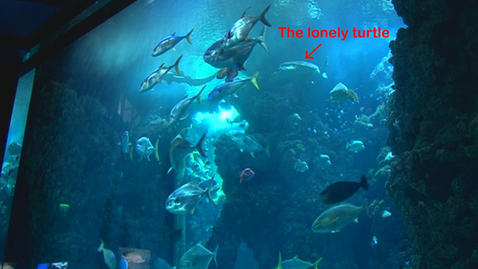 Monaco, the sea, and the lonely turtle