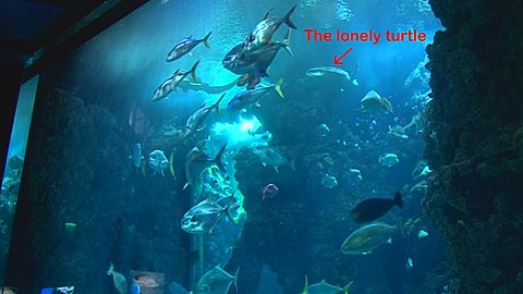 Monaco, the sea, and the lonely turtle