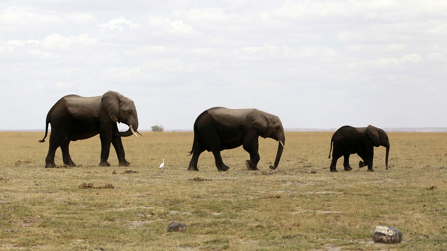 Les animaux sauvages toujours plus victimes de l’Homme