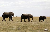 Les animaux sauvages toujours plus victimes de l’Homme