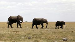 Les animaux sauvages toujours plus victimes de l’Homme