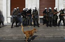 Muere Loukanikos, el "perro manifestante" griego