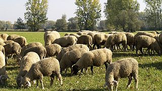 Ελλάδα: Βγάζουν «στο σφυρί» ένα κοπάδι πρόβατα