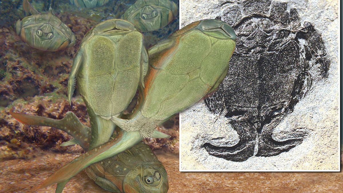Science : surprenante découverte sur la vie sexuelle de poissons cuirassés préhistoriques
