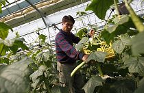 Corée du Sud : Amnesty International dénonce l’exploitation des ouvriers agricoles migrants