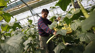 Corée du Sud : Amnesty International dénonce l’exploitation des ouvriers agricoles migrants
