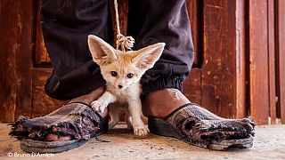 Ten of the best pictures from Wildlife Photographer of the Year