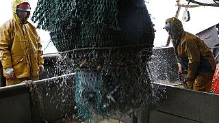 Greenpeace s’attaque aux principaux acteurs de la pêche intensive