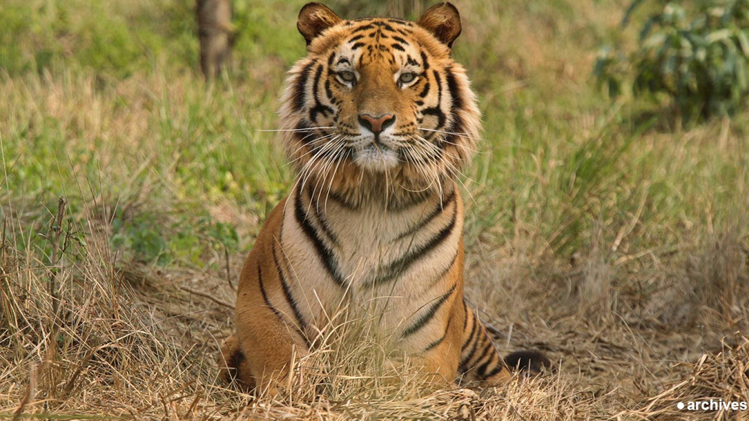 France : quel est ce félin qui s'est mis dans la peau d'un tigre ?