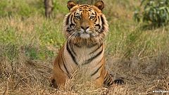 France : quel est ce félin qui s'est mis dans la peau d'un tigre ?