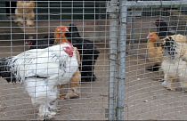 Influenza aviaria: Commissione Ue adotta misure per casi in tre Paesi
