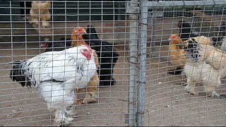 اقدامات پیشگیرانه اتحادیه اروپا برای جلوگیری از شیوع آنفلوآنزای مرغی