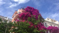 Η ιστορία μιας μπουκαμβίλιας στην Αθήνα