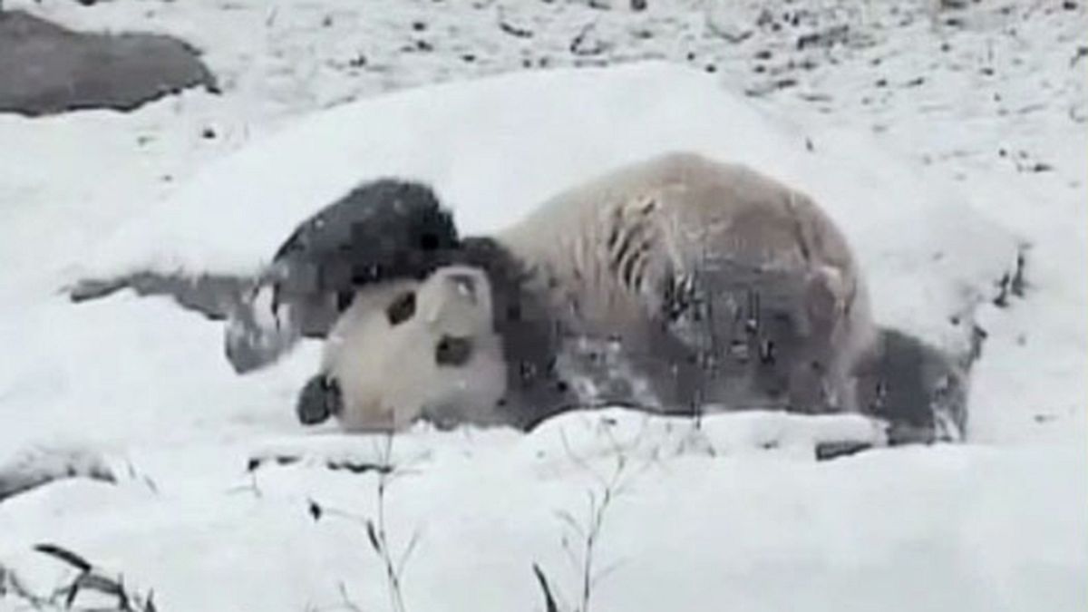 "Rutschbär"-Video: Panda freut sich über ersten Schnee