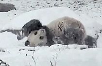 [Watch] Panda plays in snow at Toronto zoo