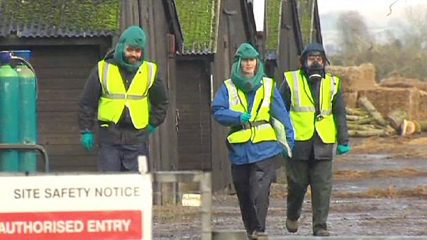 Keulungen wegen Geflügelpest in Großbritannien Keulungen wegen Geflügelpest in Großbritannien