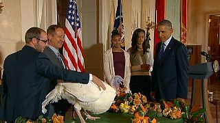 USA: Giorno del Ringraziamento in bianco e Obama "grazia" un tacchino