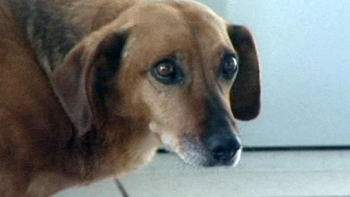 Masha: A eterna espera de uma cadela russa pelo dono falecido