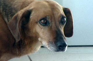Heartbroken dog waits in vain for its dead owner in Russia