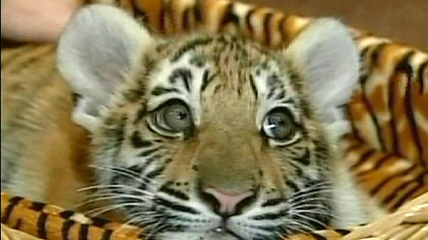 Tigres russos andam a matar cabras na China Tigres russos andam a matar cabras na China
