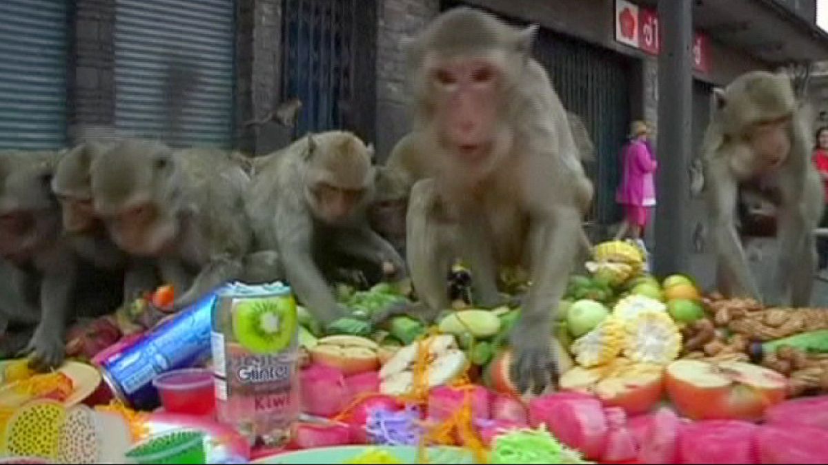 Tailândia: o festim dos macacos de Lopburi