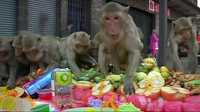 Thailand: Macaques feast during Lopburi Monkey Festival