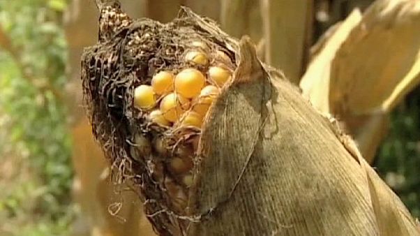 Bientôt le droit d'interdire les cultures OGM au niveau national Bientôt le droit d'interdire les cultures OGM au niveau national