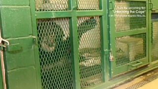 USA: niente Habeas Corpus per gli scimpanzé, secondo una Corte di NY non hanno diritto alla libertà