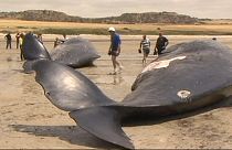 Mueren seis cachalotes tras quedar varados en Australia