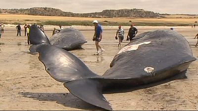 Six sperm whales die after beaching in Australia