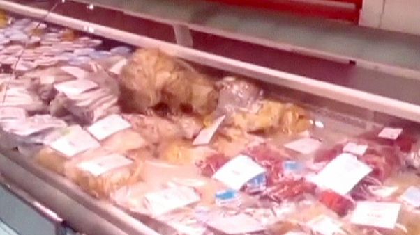 Macska fosztogatott a reptéren Macska fosztogatott a reptéren
