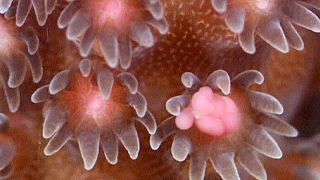 صور تكشف تكاثر الشعاب المرجانية