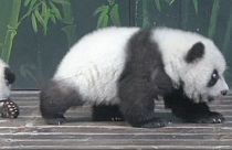 Los únicos trillizos de panda del mundo reciben sus nombres tras una campaña on line