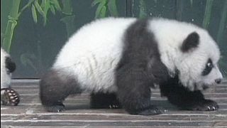 Panda-Drillinge: Online-Taufe