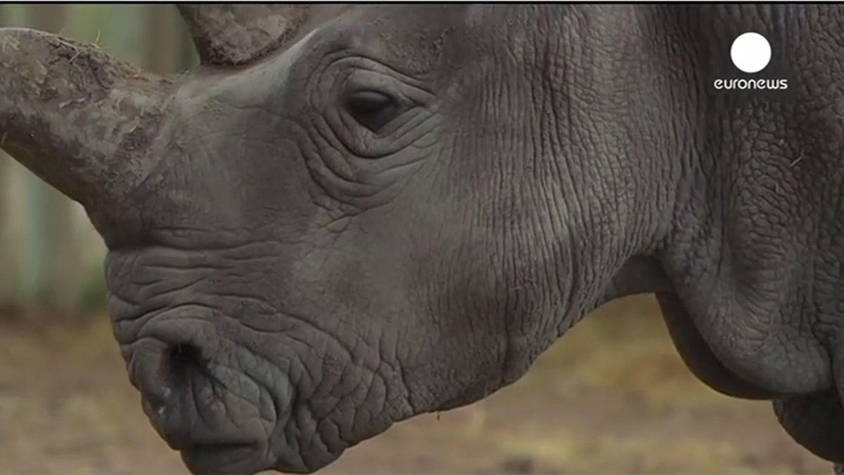 Euronews’ 2014 animal highlights