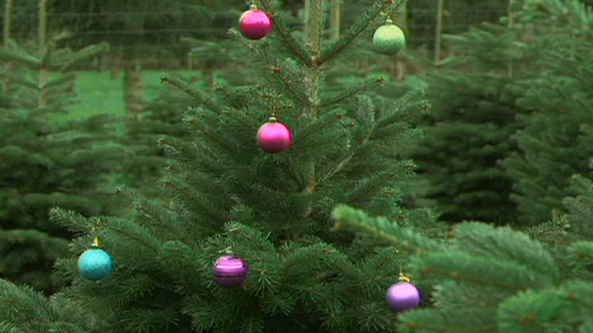 Αναζητώντας το «τέλειο» χριστουγεννιάτικο δέντρο